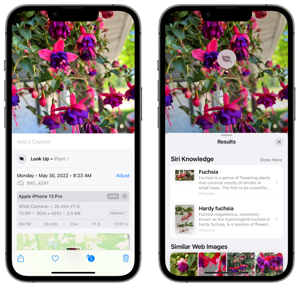 临朐苹果手机维修分享小技巧：使用 iPhone 相机识别花卉植物 